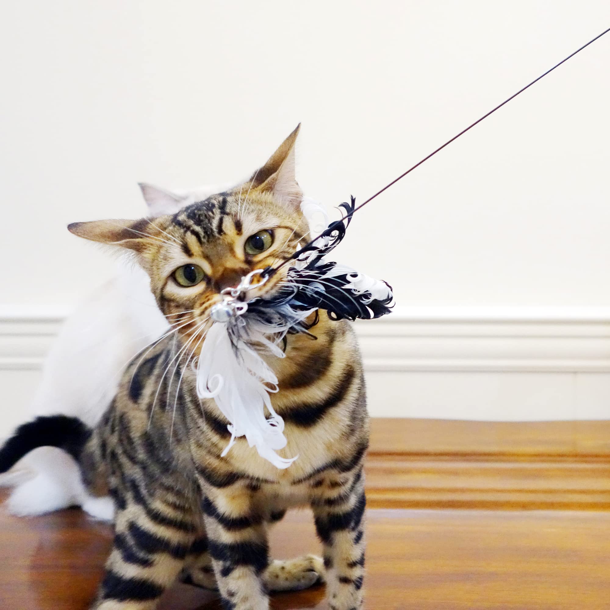 TTcat jouet chat dinterieur: motive et aide a rester en forme