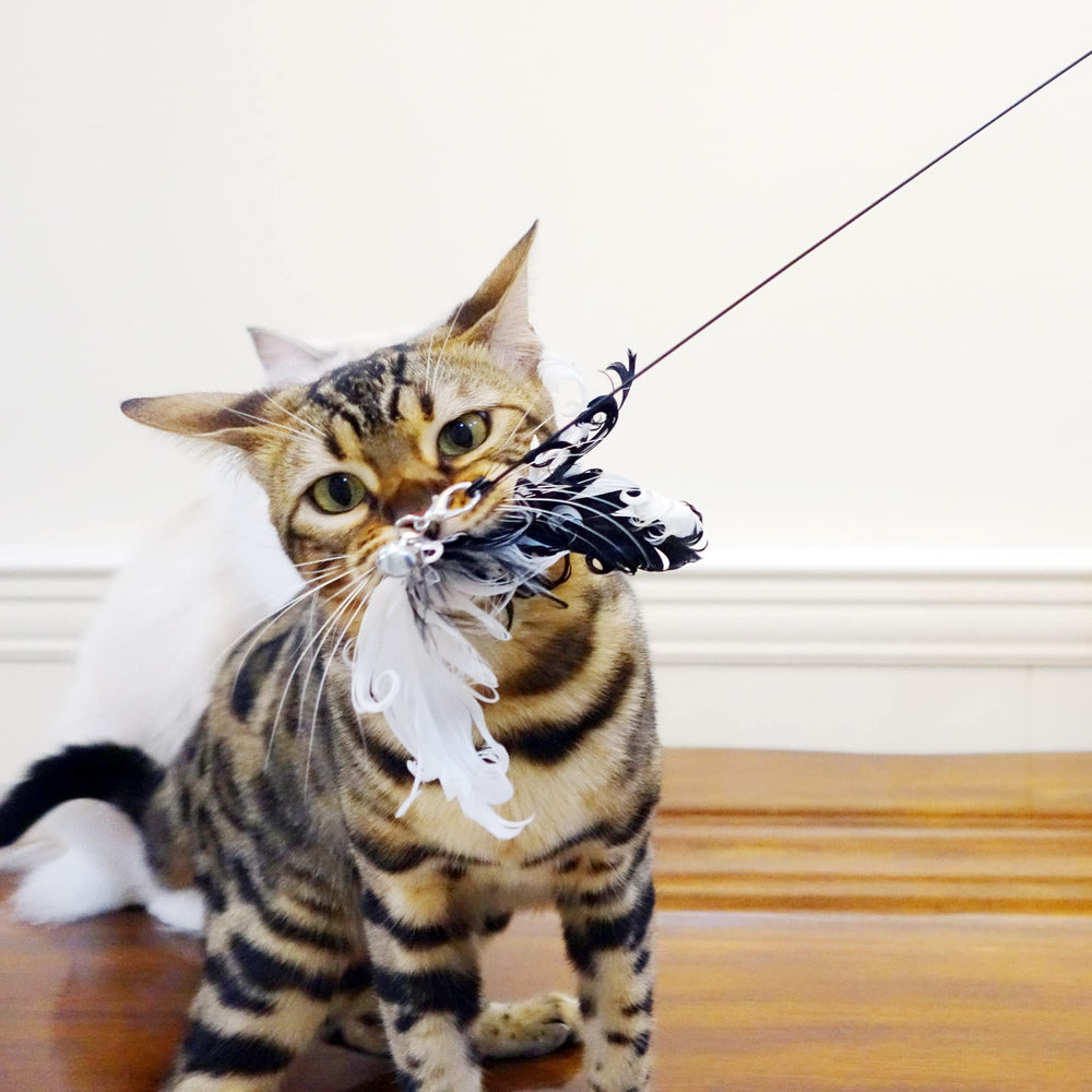 TTcat jouet chat dinterieur: motive et aide a rester en forme