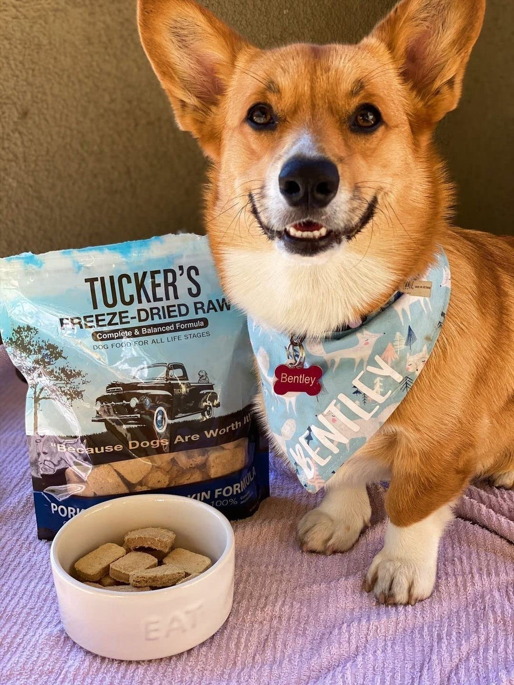 Chien dégustant Tucker's Raw Frozen, repas pratique