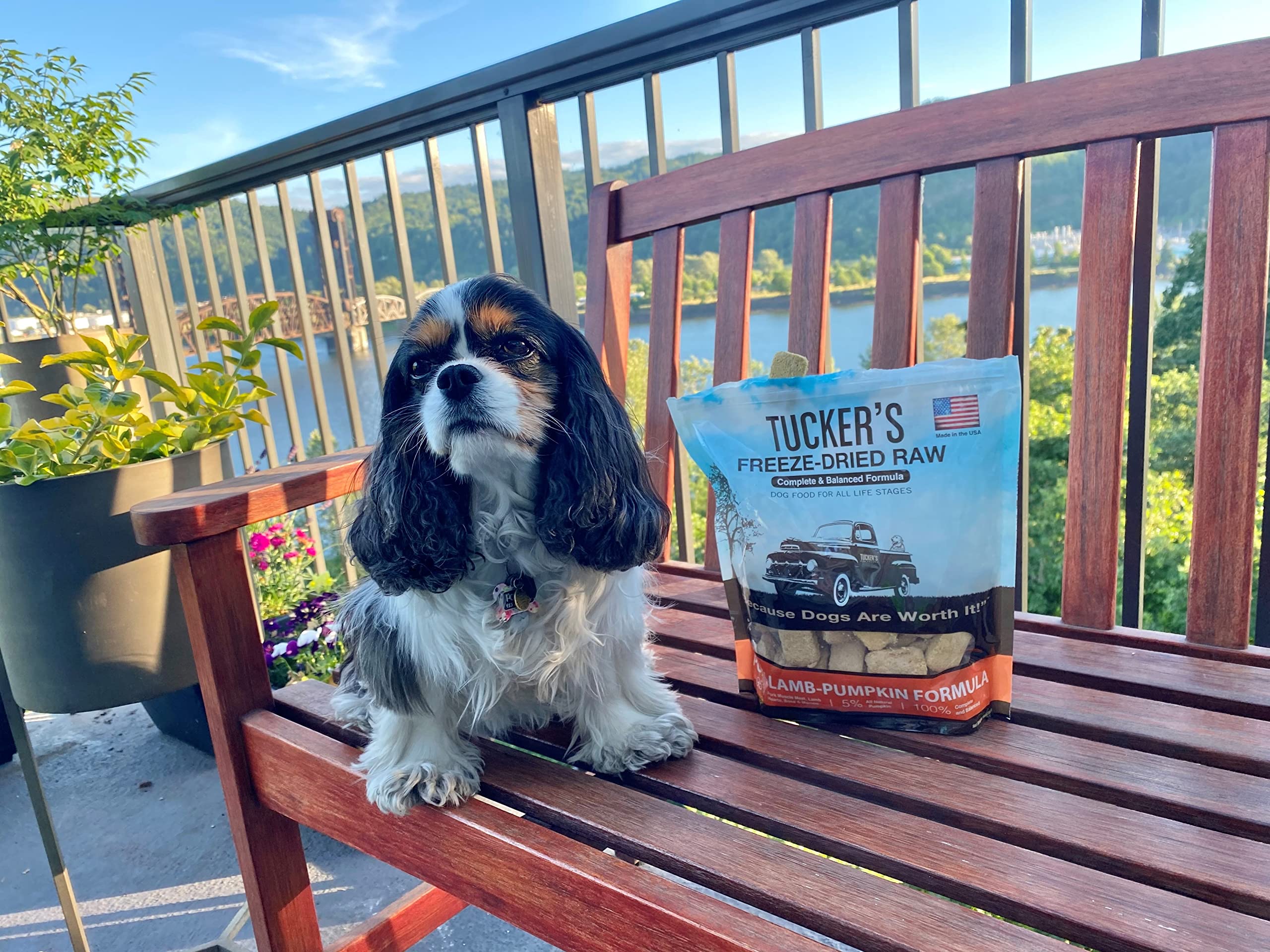 Tucker's Raw Frozen chien mange texture naturelle et savoureuse