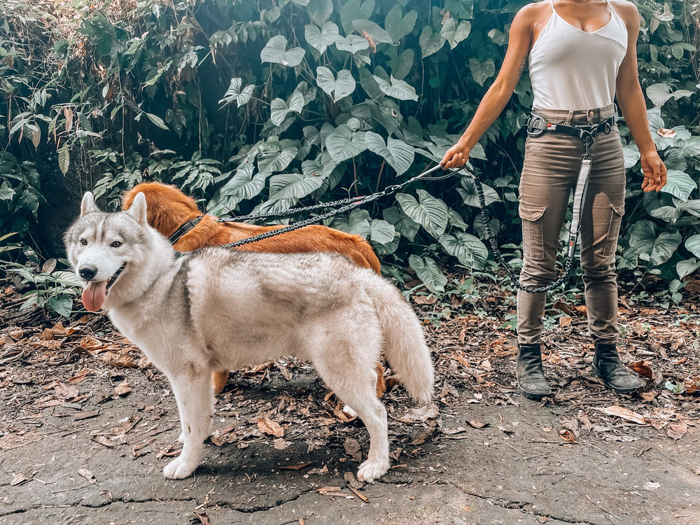 Conception robuste Tuff Pupper idéale pour deux gros chiens lors de sorties prolongées.