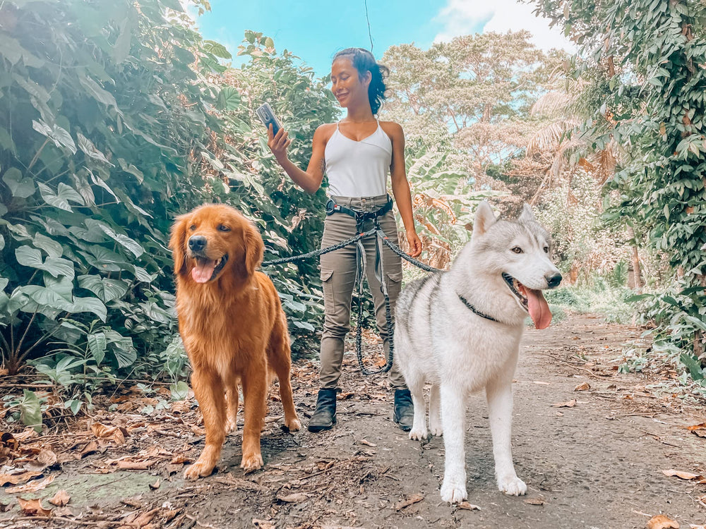 Ceinture résistante à l'eau Tuff Pupper avec piping réfléchissant pour visibilité.