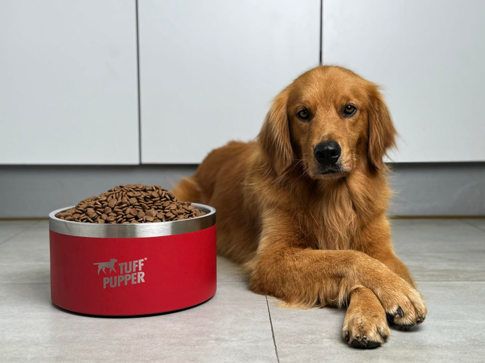 GAMELLE Tuff Pupper double paroi inoxydable pour eau fraîche.
