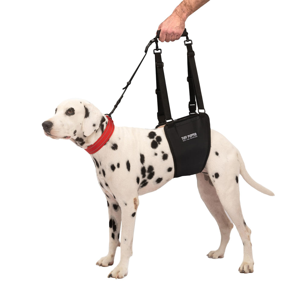Harnais Tuff Pupper soutenant hanche arrière pour stabilité lors des promenades.