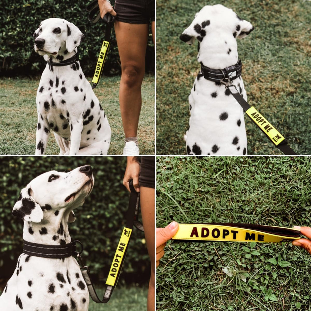 Tuff Pupper fixation sécurisée, installation rapide qui ne bouge pas.