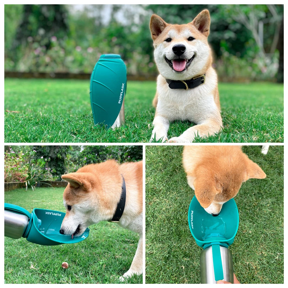 Capacité d'eau fraîche PupFlask pour sorties quotidiennes et voyages.