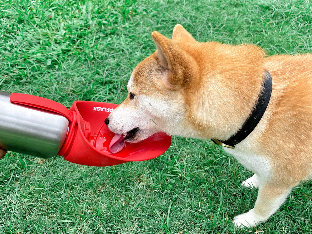 PupFlask – nettoyage rapide, bol pliable en silicone pour entretien simple.