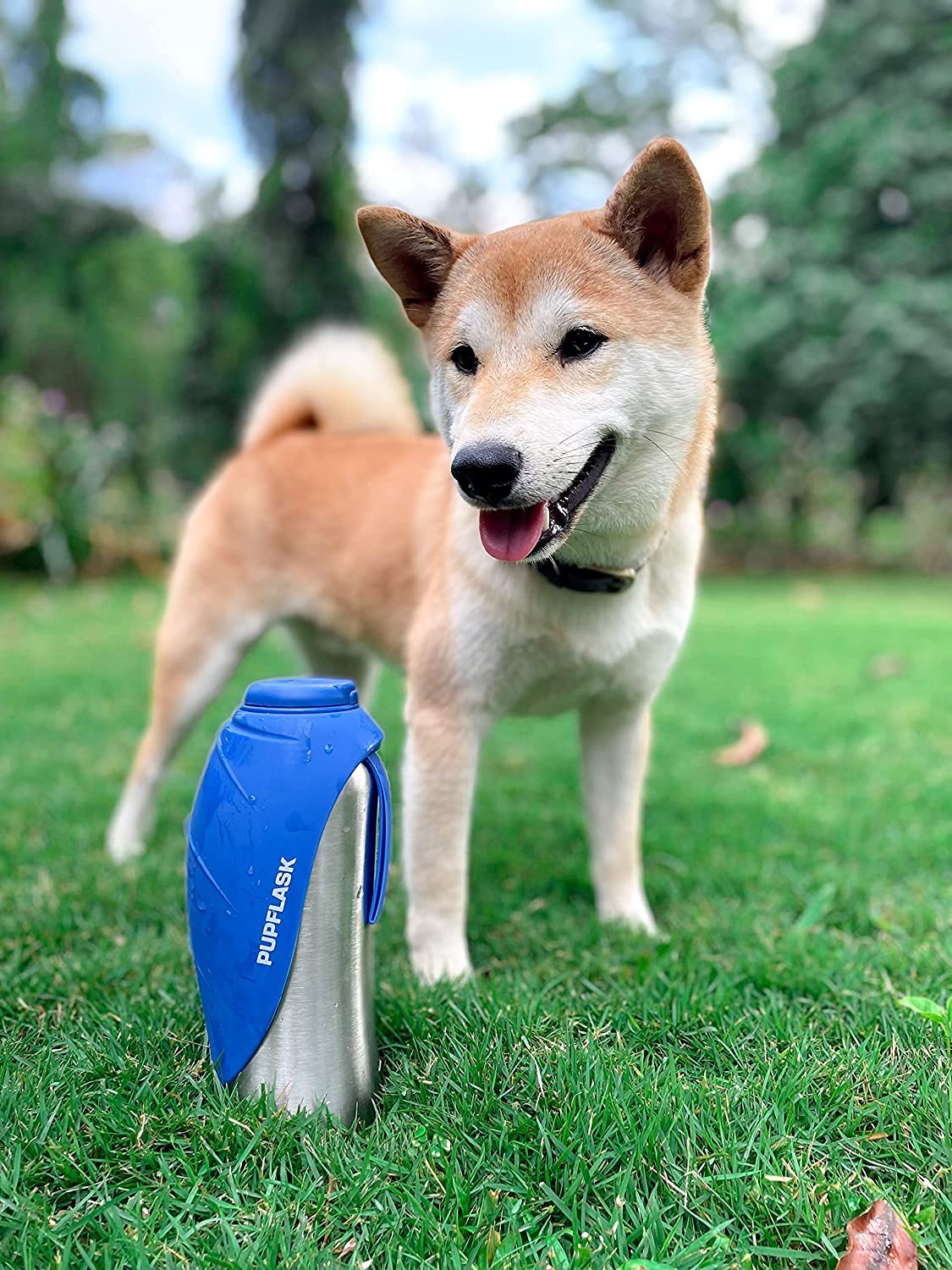 PupFlask, compagnon de voyage, hydratation pratique pour chien.