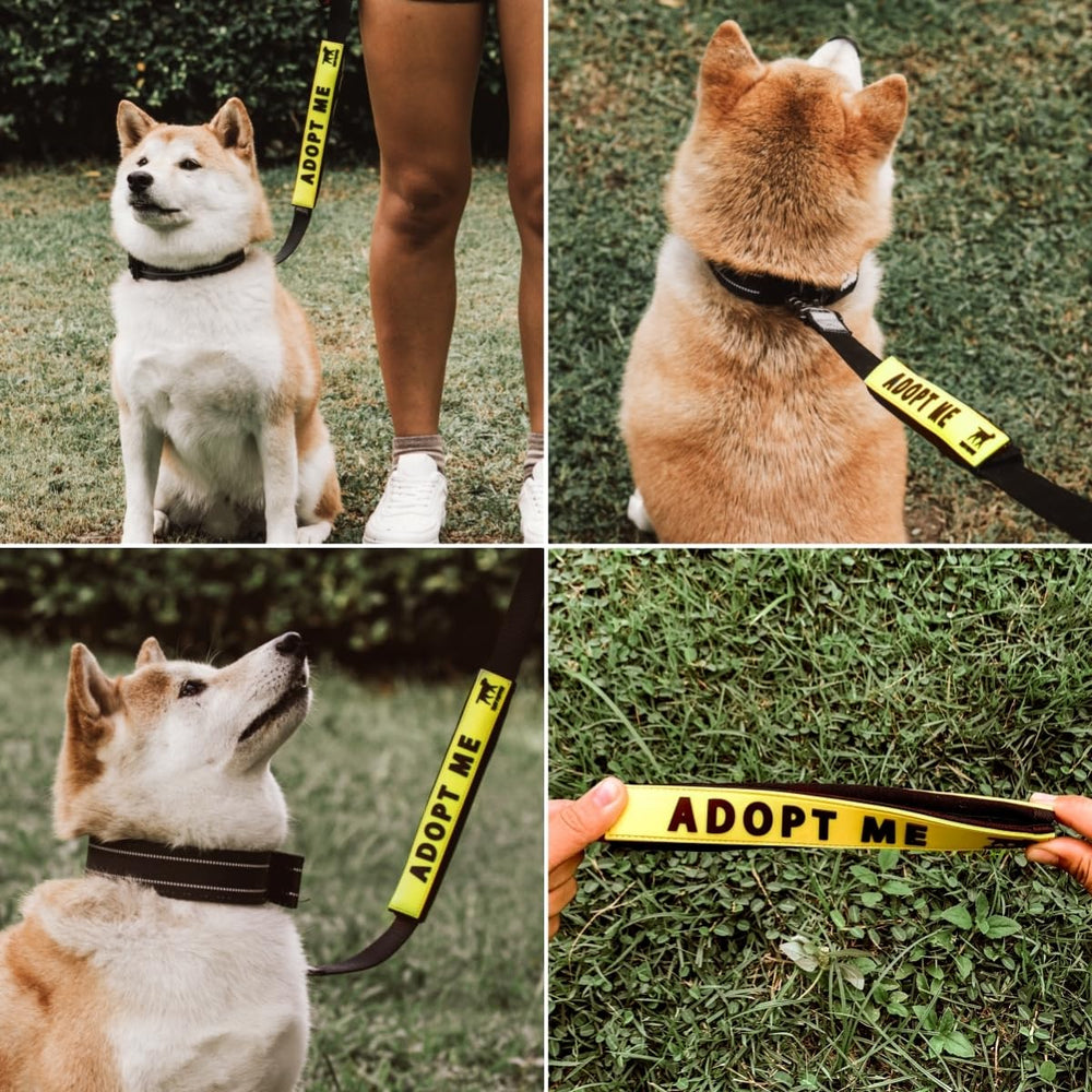 Tuff Pupper texte haute-contraste, message clair en soleil et ombre.