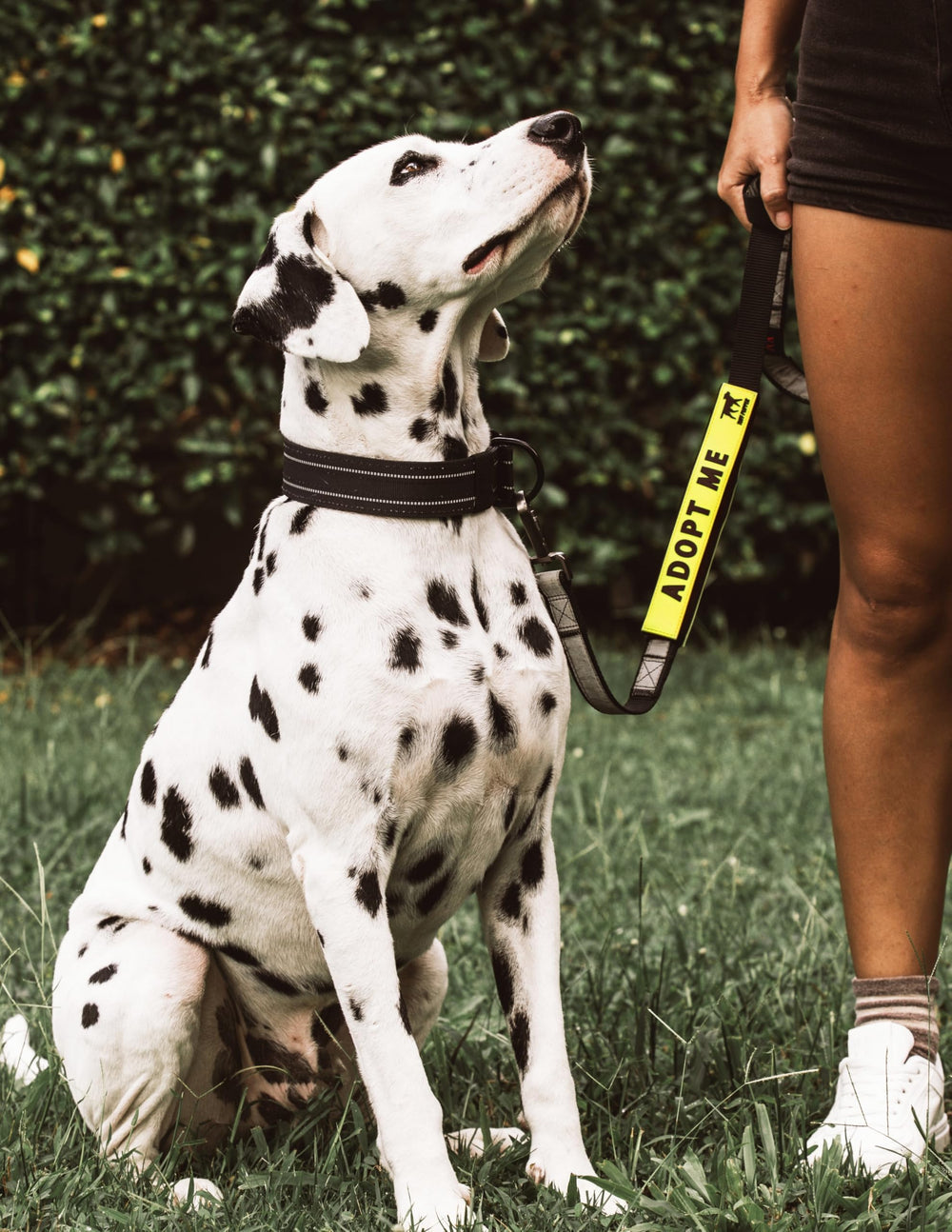 Tuff Pupper utilisation en parc, plage et randonnées pour chien et maître.