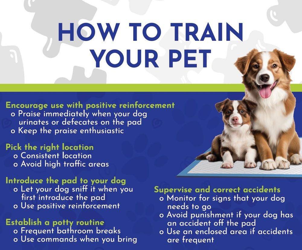 Tugzelle petit-chien-formation, parfait pour chiots et chiens âgés.