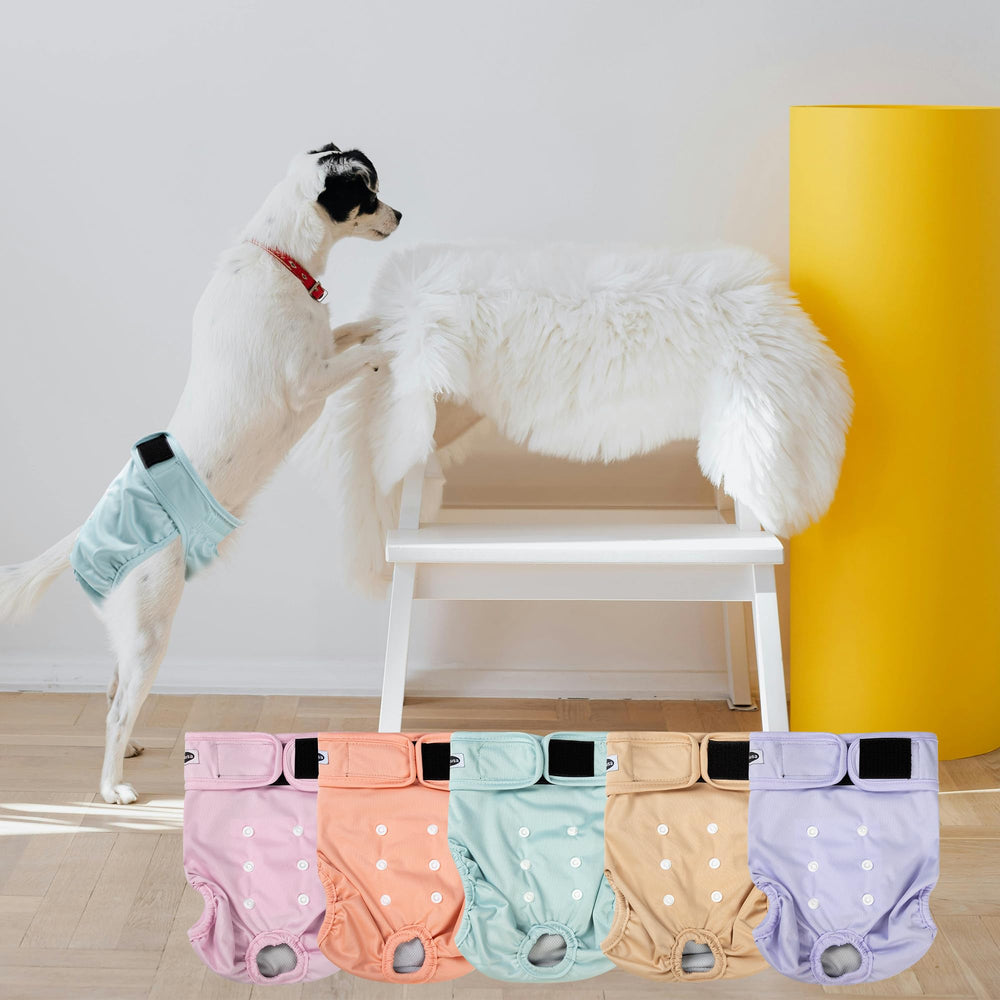 Tuiskusa Couches chien femelle – absorption élevée pour les accidents.