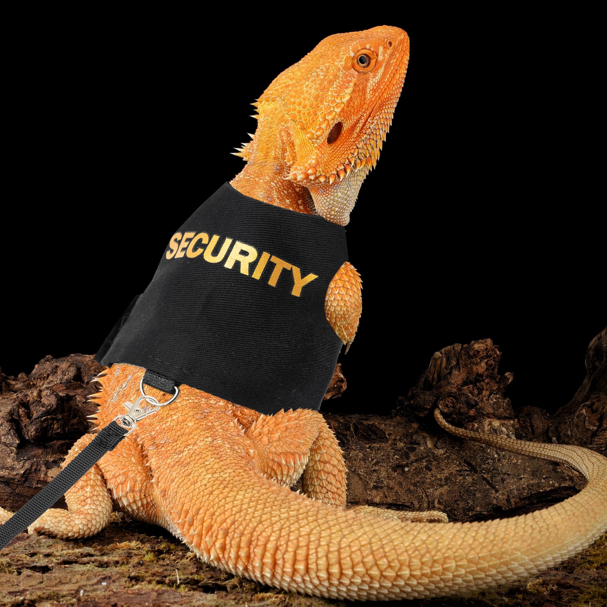 Laisse de 5 pieds TUKOAW pour dragon barbu en extérieur, contrôle précis