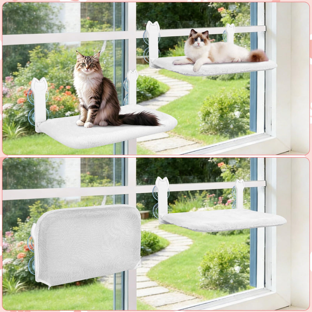 Chat regardant dehors, moment de détente sur Turbosus.