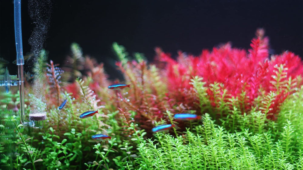 Modèle S Twinstar adapté aux petits aquariums jusqu’à 27 gal