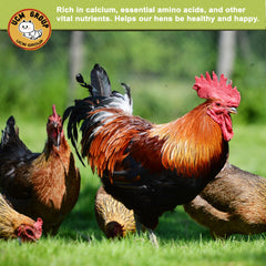 UCM – larves noires sèches pour poulets, source naturelle de calcium
