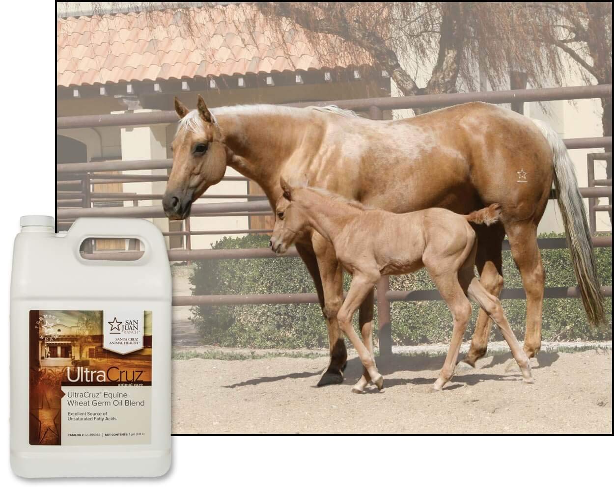Bouteille UltraCruz prête à verser, supplément énergétique pour chevaux actifs.