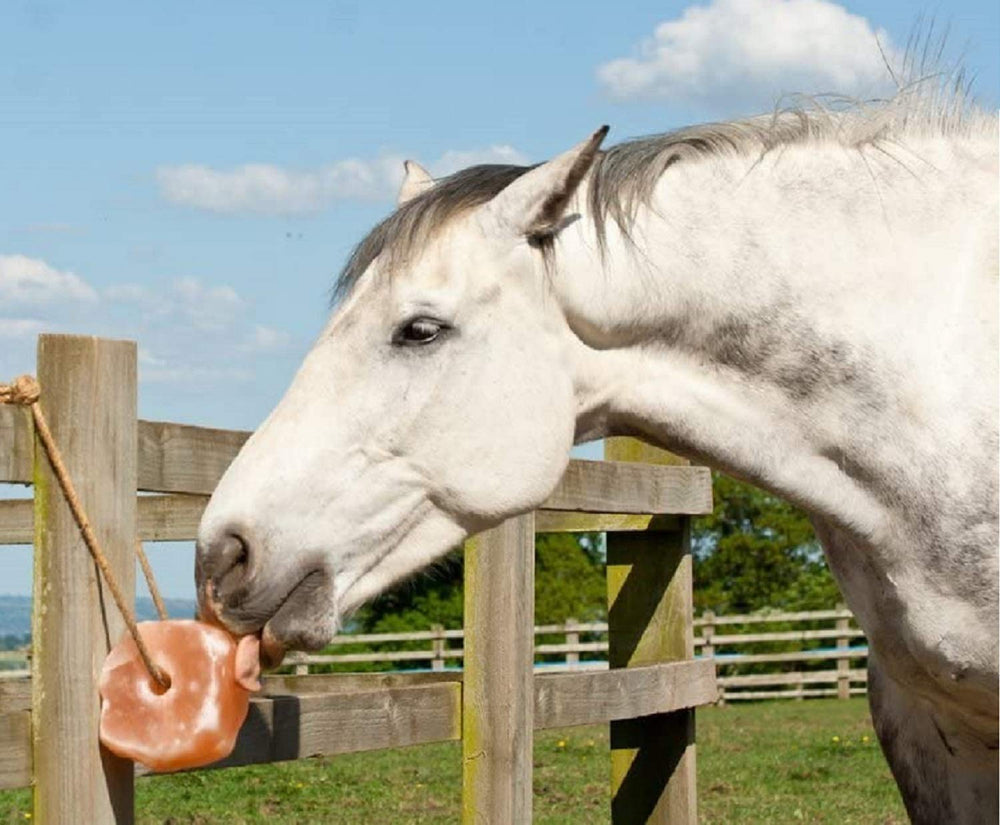 Friandise enrichissante UMAID pour chevaux, chèvres et bovins.
