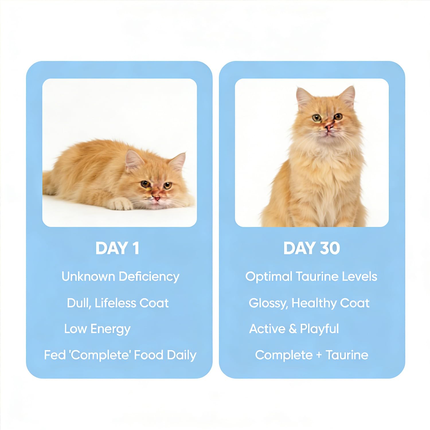 Umizze Taurine pour chat, énergie potentielle et poils plus sains.
