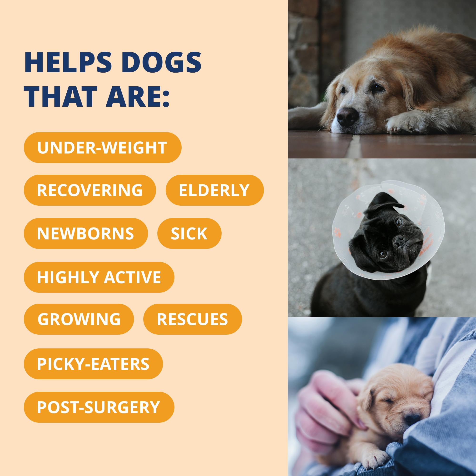 Gel saveur saumon Under the Weather apprécié par les chiens.