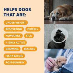 Gel saveur saumon Under the Weather apprécié par les chiens.