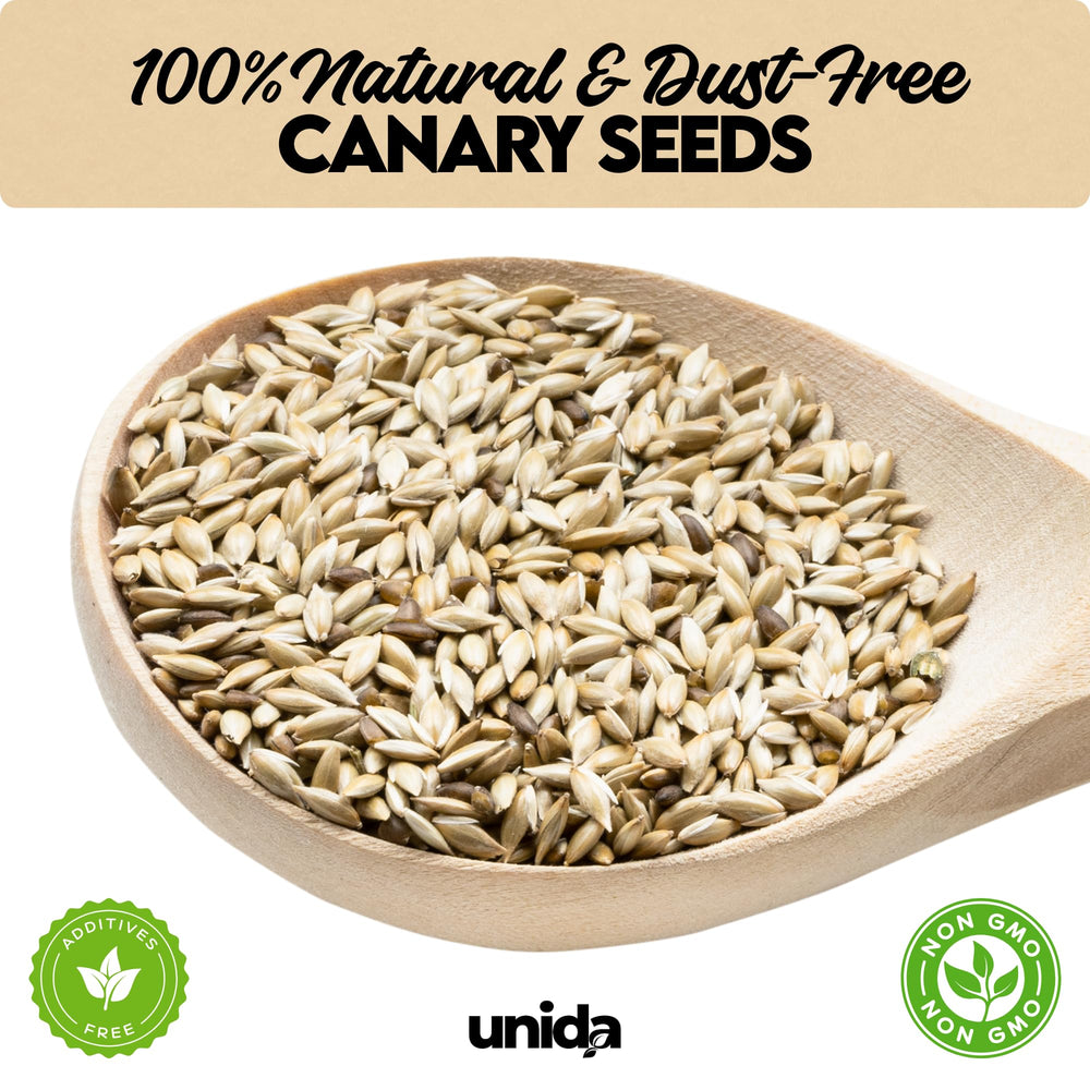 Unida Alpiste Canari – gros plan grains naturels et propres pour alimentation.