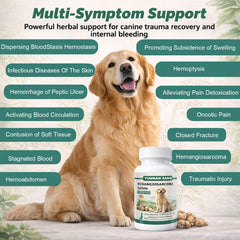 Unikuche Sanqi pour chien – aide en urgence pour hémabdomen potentiel