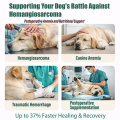 Unikuche Sanqi pour chien – soutien d'urgence en cas d'hémorragie ou d'inconfort vasculaire
