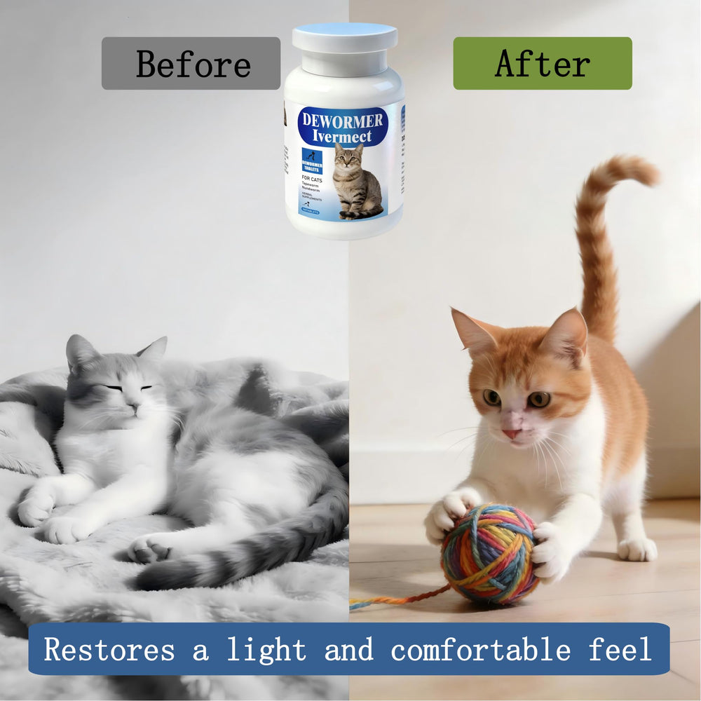 Chat utilisant une tablette Unikuche, routine digestive simplifiée.
