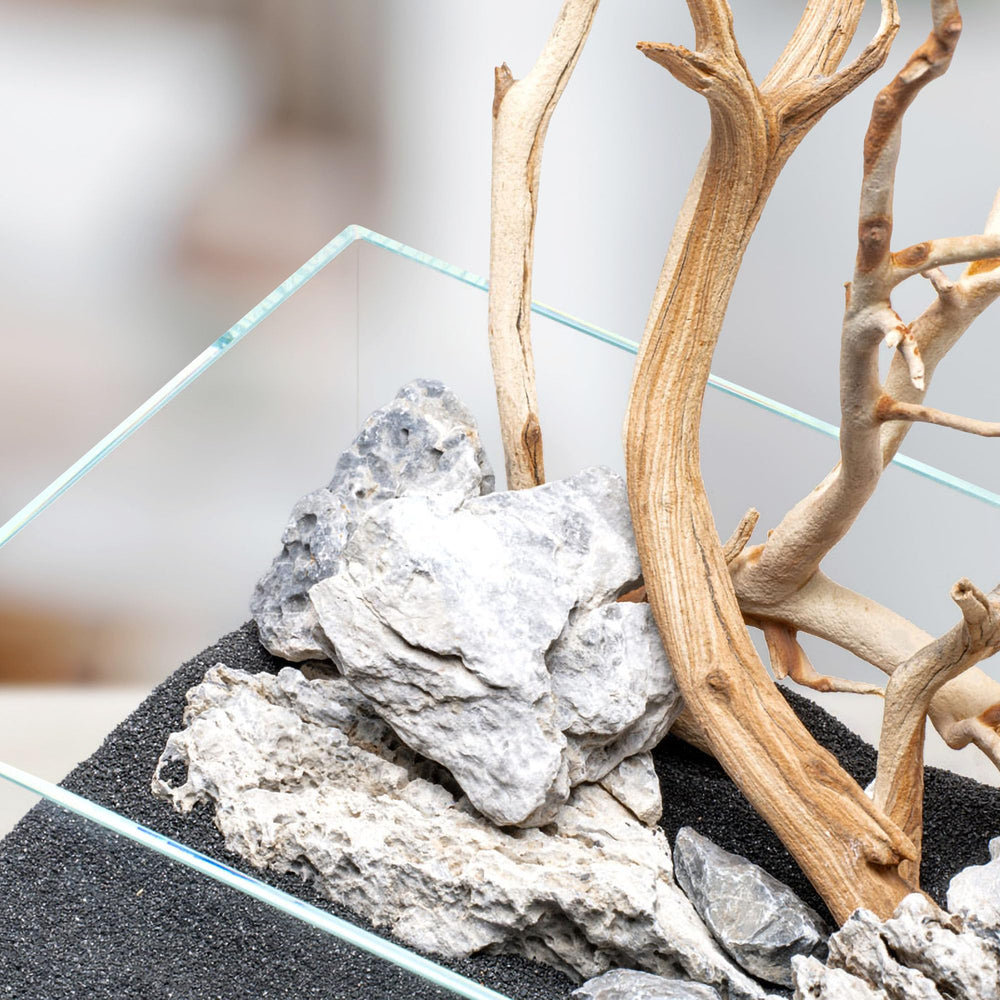 Paludarium ou terrarium planté avec sable noir qui accentue les feuillages