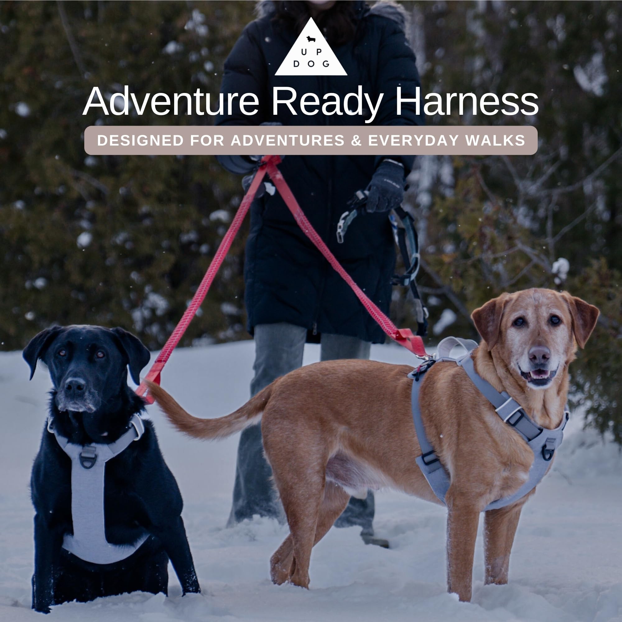 Harnais Up Dog Toys coutures renforcées pour la durabilité.