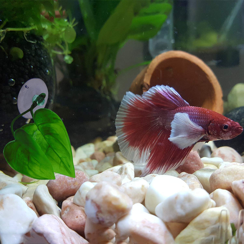 URATOT mouvement feuilles-betta ondulent dans l'eau