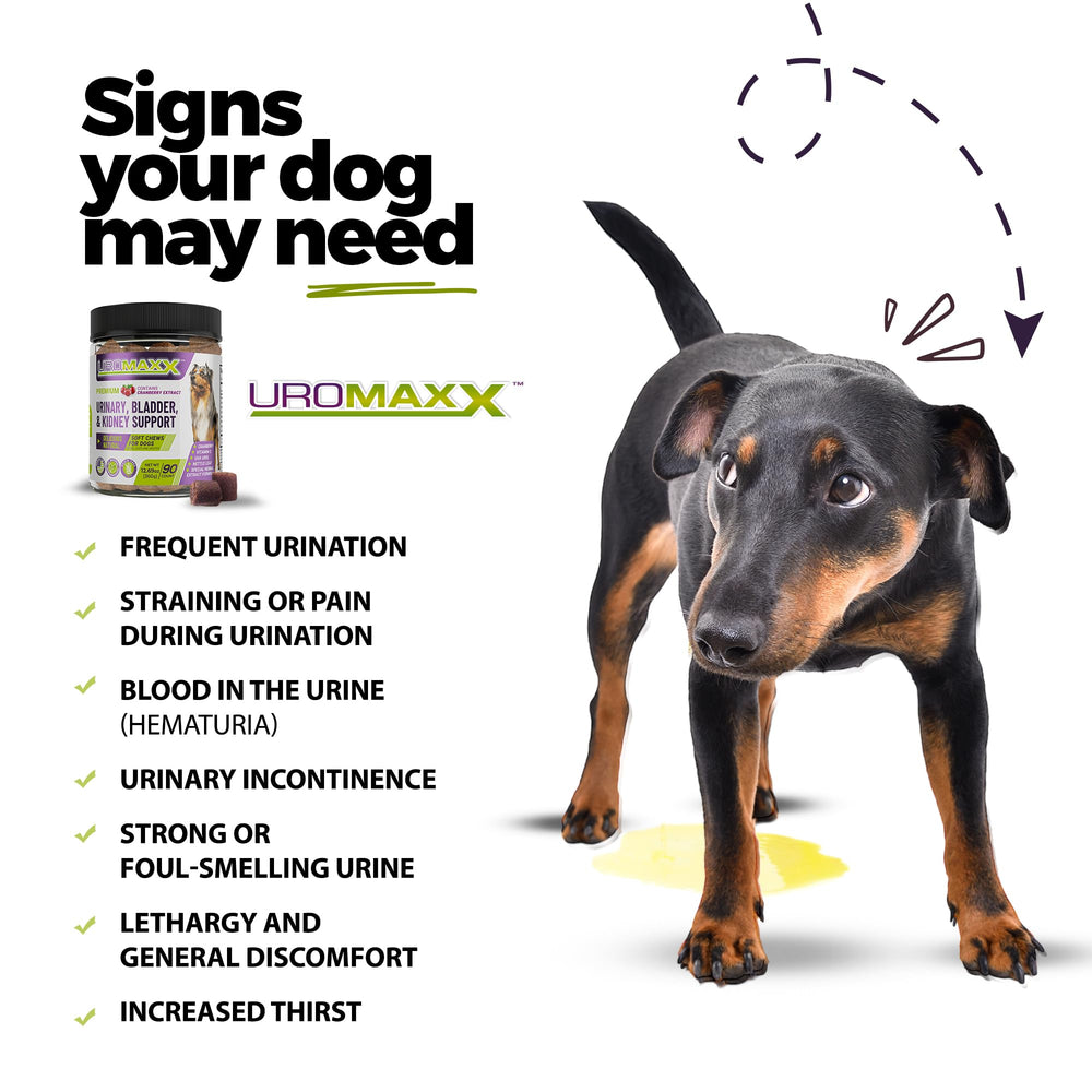 Gommes UroMAXX pour chien, texture douce et facile à donner.