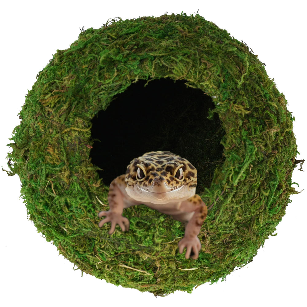 USMOLA grotte mousse naturelle dans le terrarium, habitat discret et confortable.