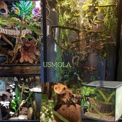 USMOLA Vigne-mousse enroulée autour de branches, surface adhérente naturelle pour grimper.