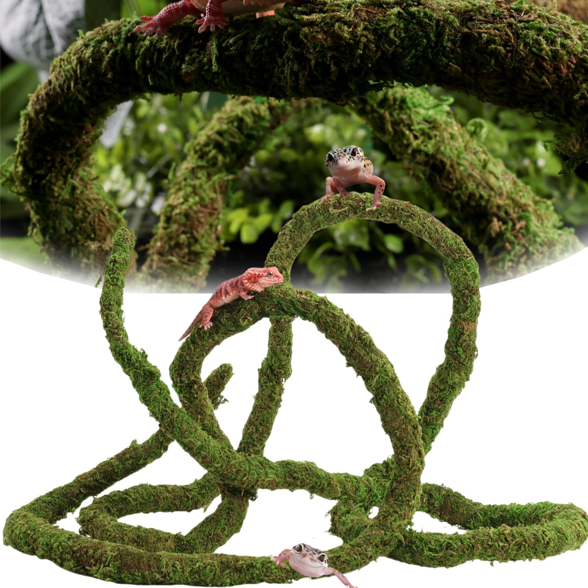 USMOLA Vigne-mousse pour reptiles, vue d’ensemble dans le terrarium, favorise l’exploration et le repos.