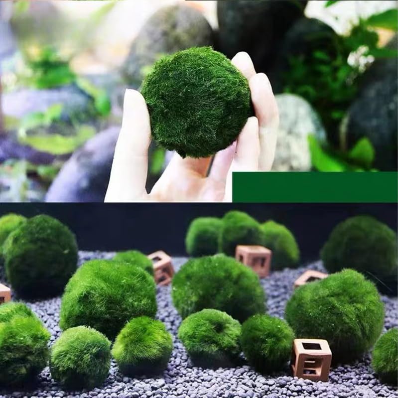 USRUTIUD trio de boules, vue ensemble, décor vivant et écosystème simple.