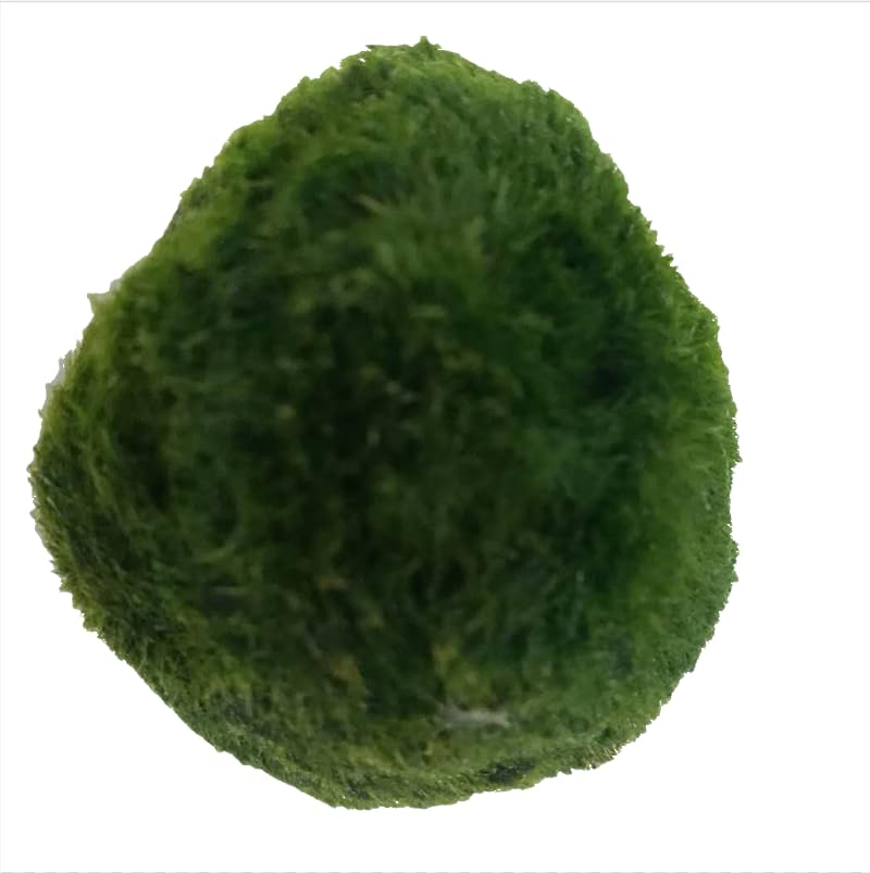 USRUTIUD boules d'algues vertes, premier plan, décor naturel et apaisant pour l'aquarium.