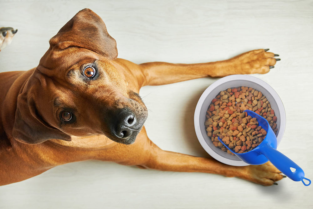 Poignée ergonomique Van Ness, cuillère facile à saisir lors des repas de votre animal.