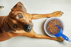 Poignée ergonomique Van Ness, cuillère facile à saisir lors des repas de votre animal.