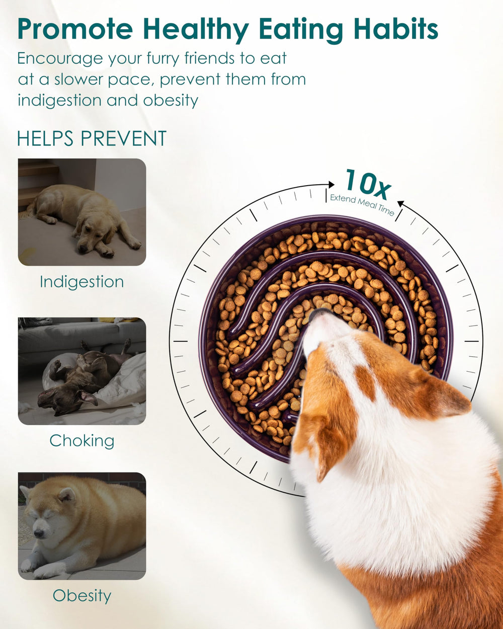 Base antidérapante du bol Vancasso pour chien actif