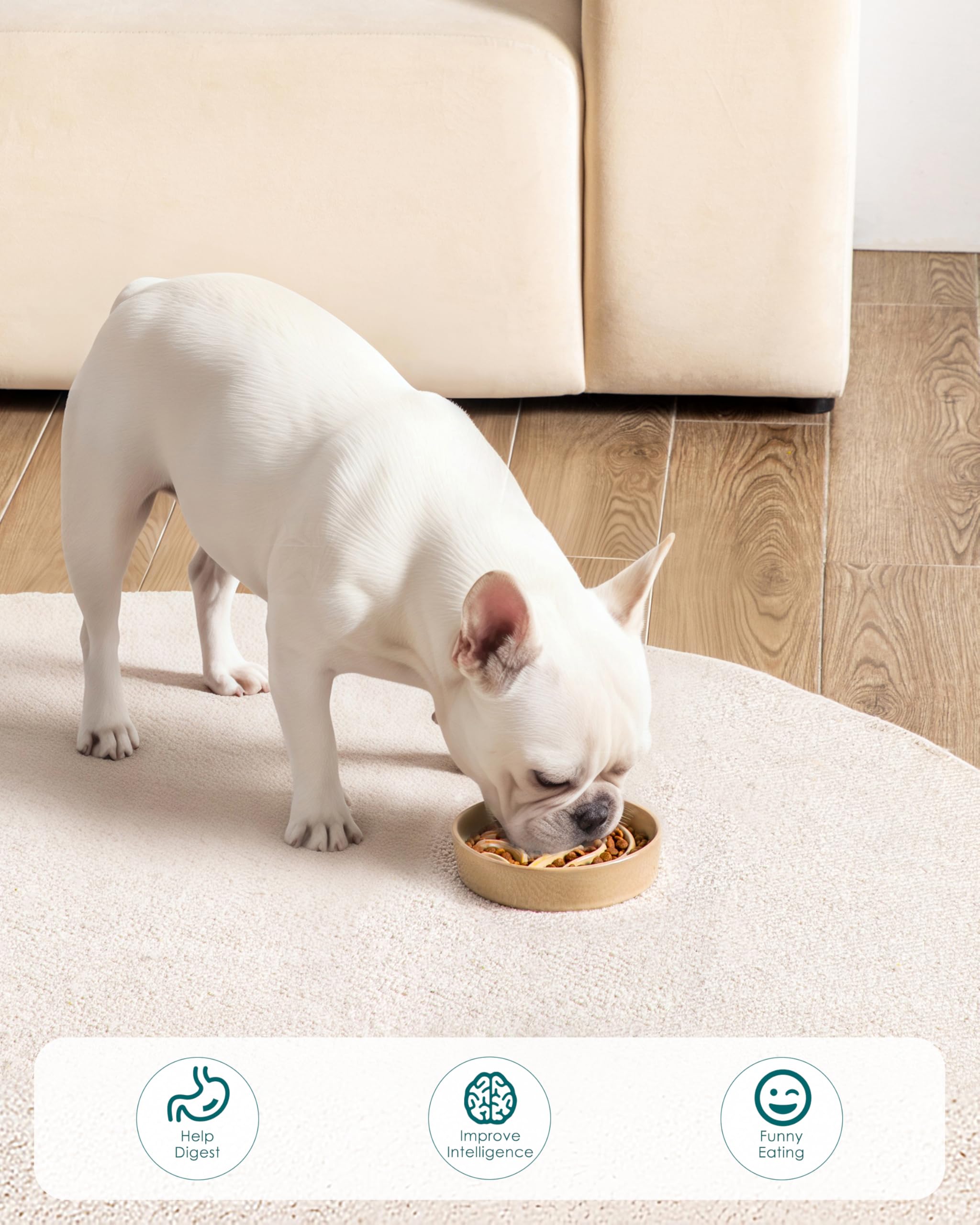 Bol lent vancasso utilisation quotidienne robuste et durable pour animaux actifs.
