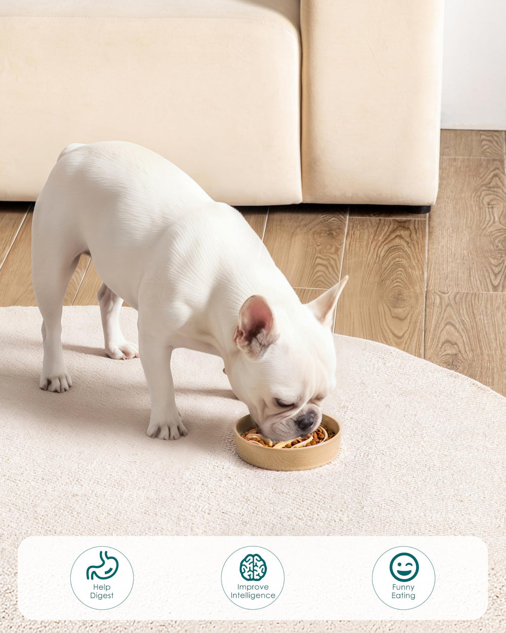 Bol lent vancasso utilisation quotidienne robuste et durable pour animaux actifs.