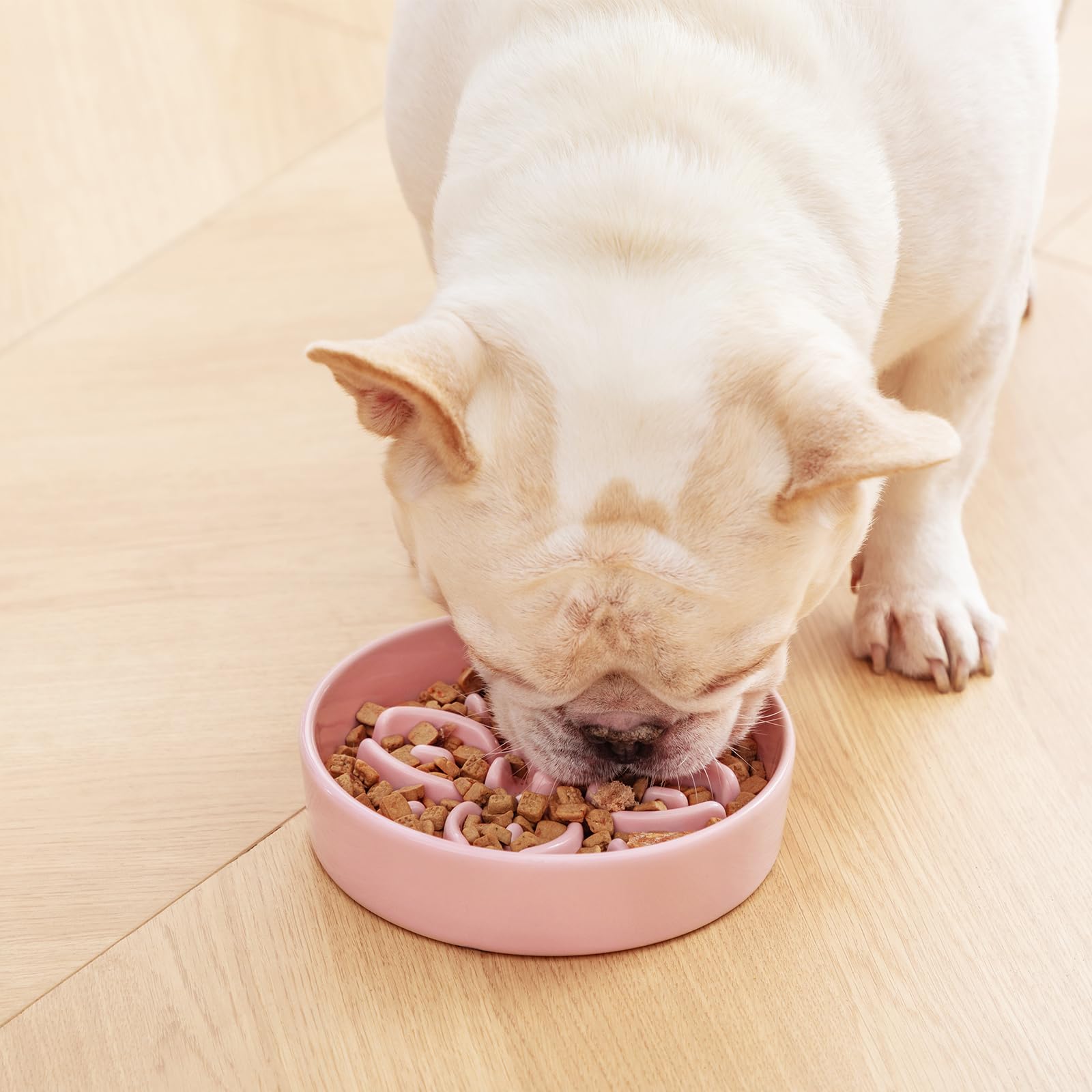Bol compact pour petits chiens Vancasso 0,6 tasse, portions contrôlées et pratique.