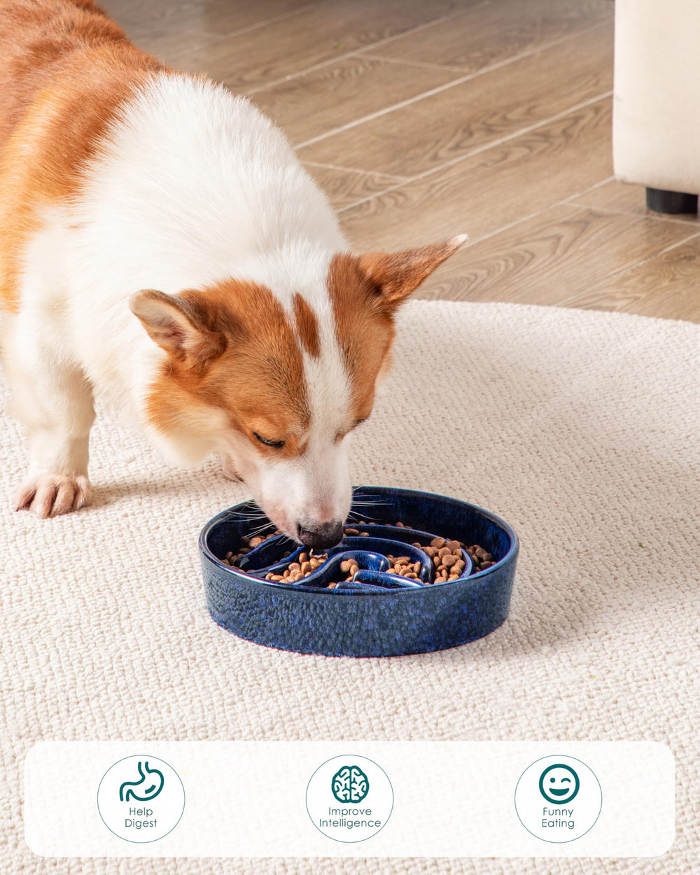 Vancasso bol disponible en tailles petites et moyennes pour chiens