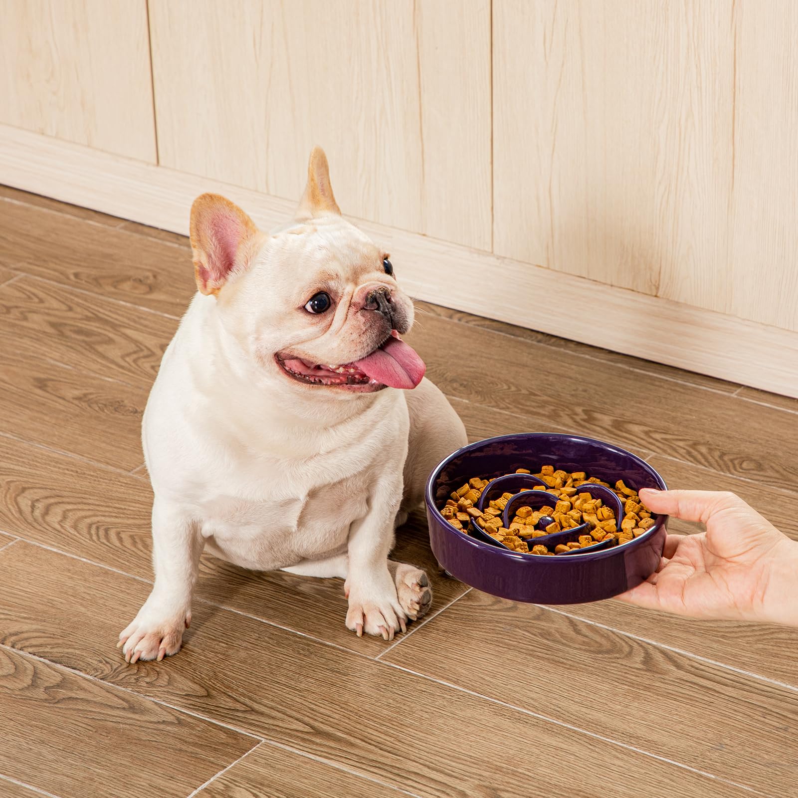 Usage quotidien Vancasso pour petits chiens et chats.