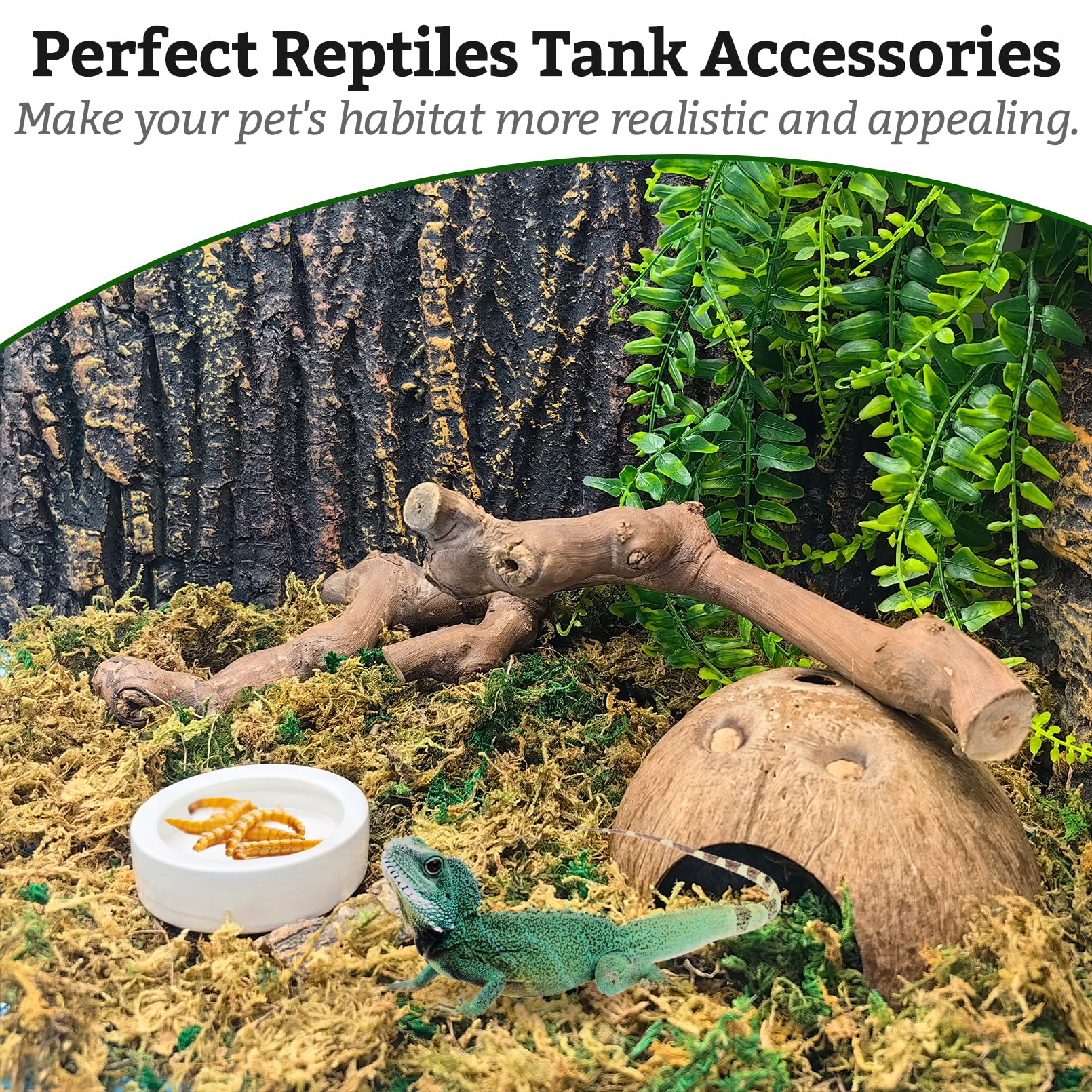 VCEPJH branche-escalade-chameleon-terarium, espace vertical pour grimper et se reposer.