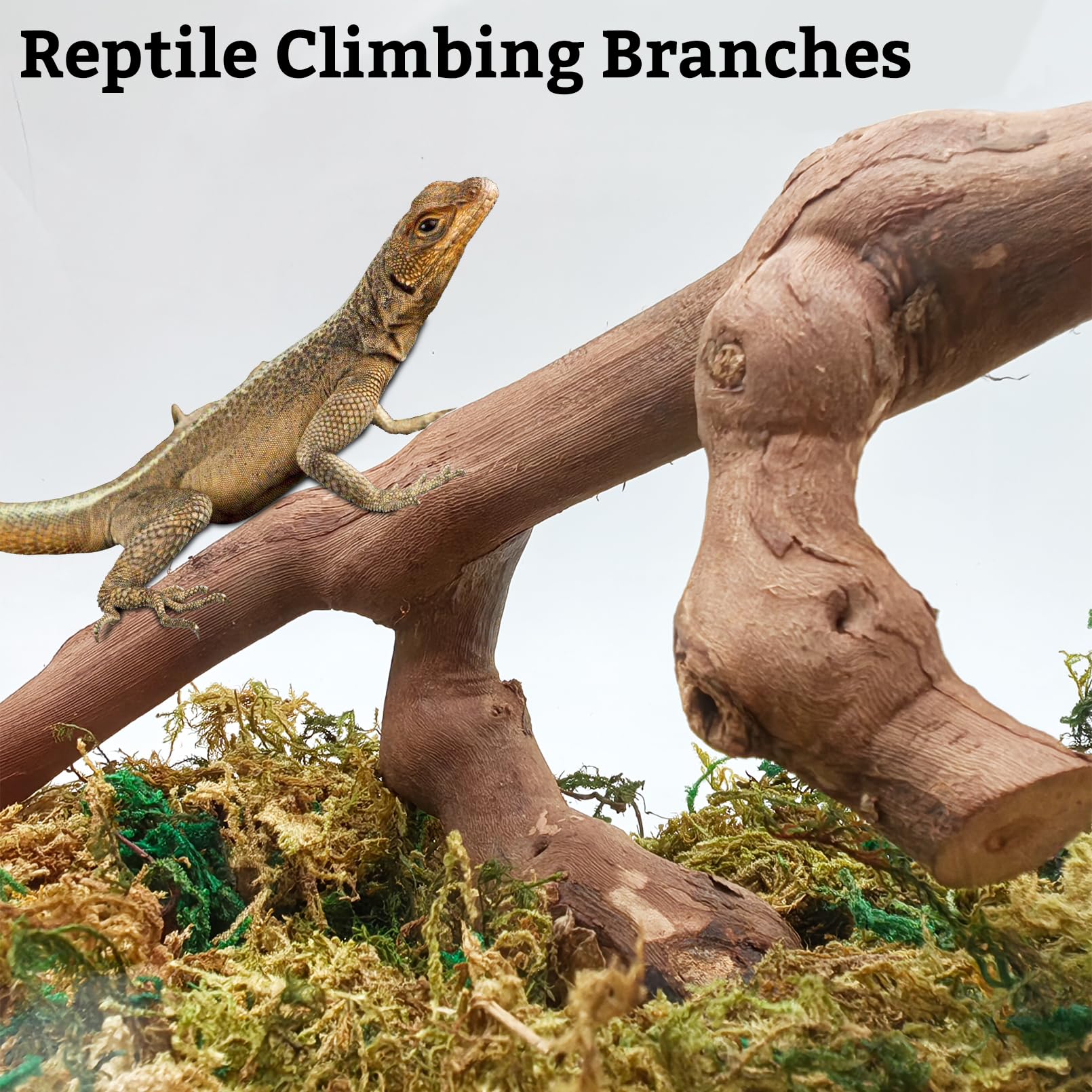 VCEPJH decor-bois-naturel-terarium, ambiance naturelle et apaisante.