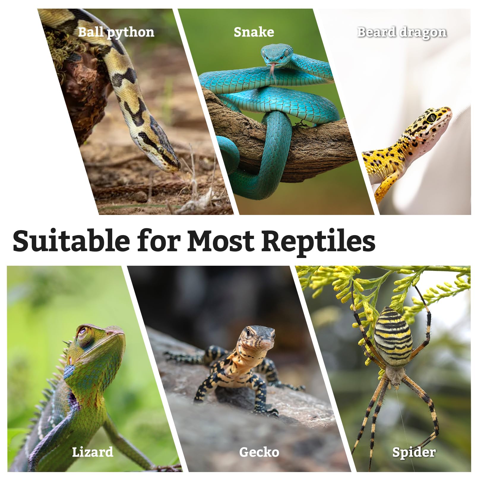 VCEPJH habitat-reptile-naturel-terarium, installation simple et entretien facile.