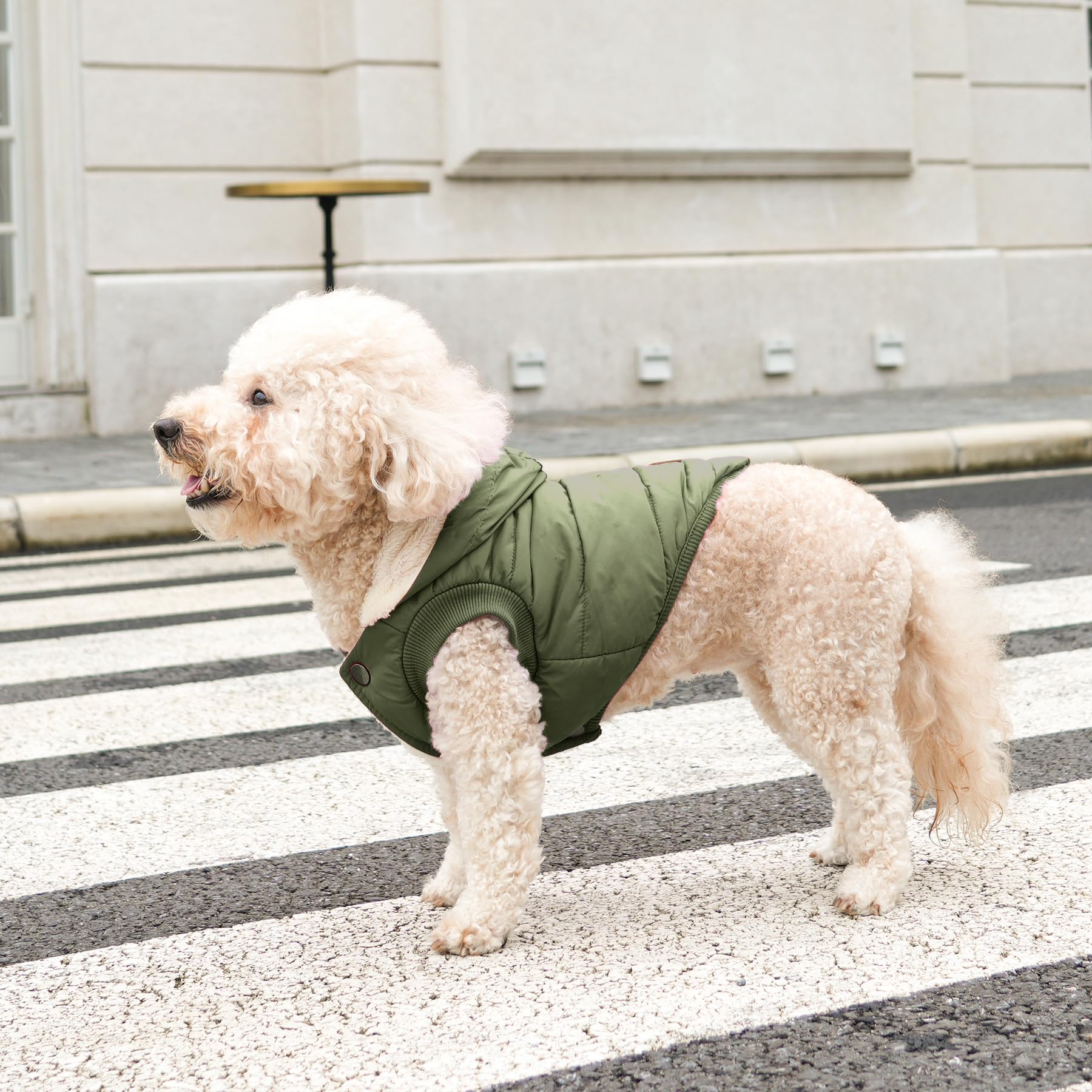 Vecomfy doudoune chien capuche protection oreilles, sortie hivernale agréable.